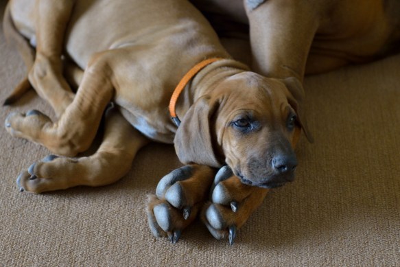 One day I will have paws this size.