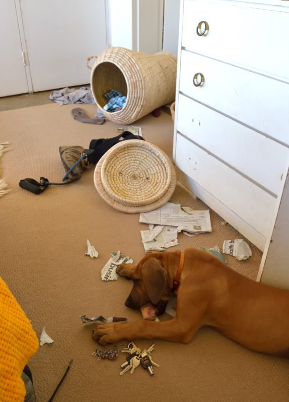 Destruction in his wake