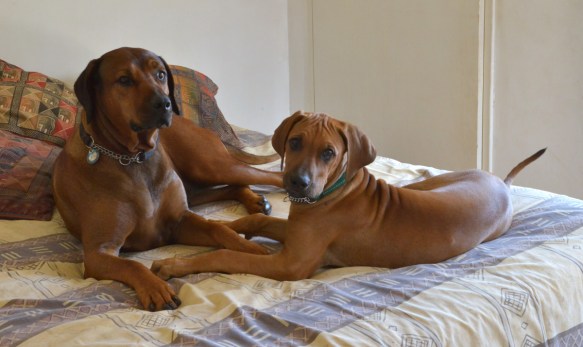 This is the new mattress? We like it!