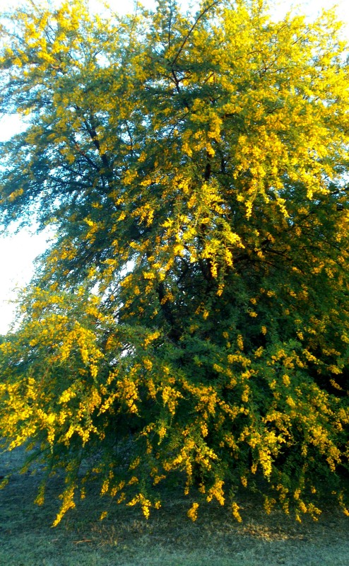 A burst of yellow flowers on the Acacia karoo outside my bedroom