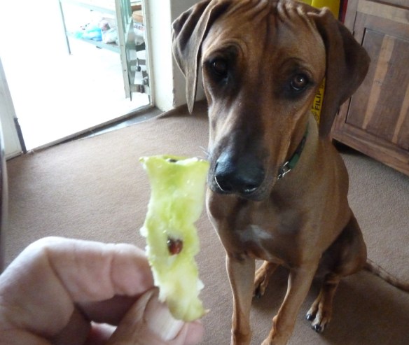 The temporary fruitarian