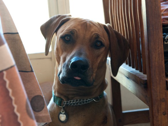 The terror of cotton wool and betadine etched all over his face