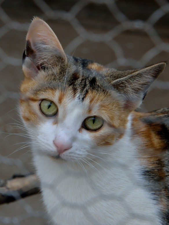 One of many cats of many colours