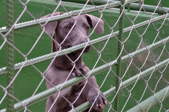 Goofy, young and friendly