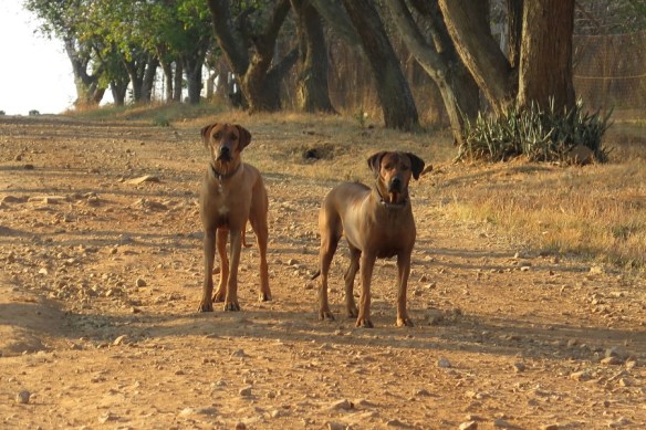 Come on, there's running to be done!