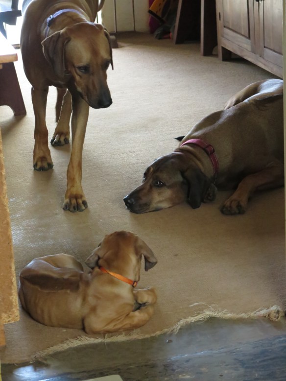 Peaceful interlude - all friends!