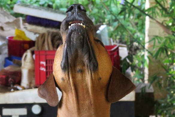 Where HAS that rat gone?